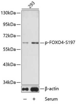 Western Blot: FOXO4 [p Ser197] AntibodyAzide and BSA Free [NBP3-05393]